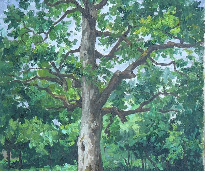 Stejar din pădurea Fontainebleau